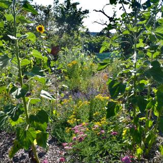 Medicinal plants wallpaper