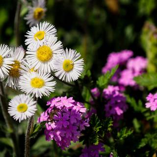 Medicinal plants wallpaper