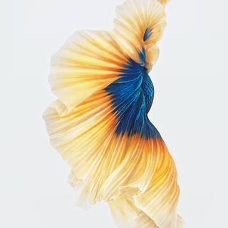 iPhone SE yellow wallpaper