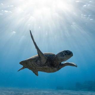 iPhone underwater photography wallpaper