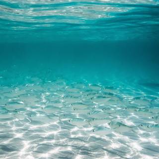 iPhone underwater photography wallpaper
