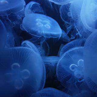 iPhone underwater photography wallpaper