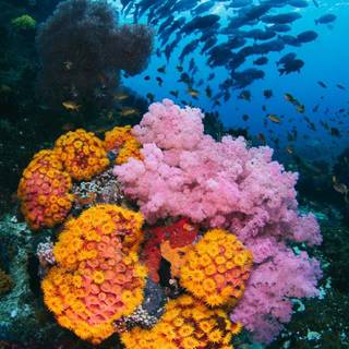 iPhone underwater photography wallpaper