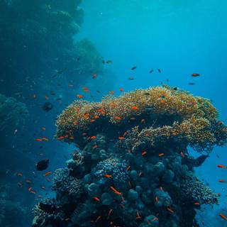 iPhone underwater photography wallpaper