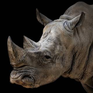 Desktop rhino 1920x1080 wallpaper