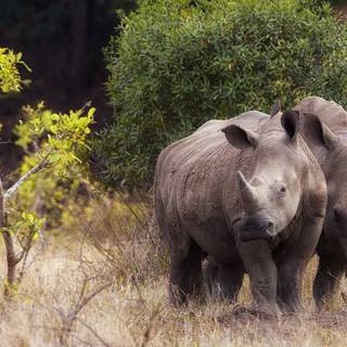 Desktop rhino 1920x1080 wallpaper