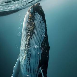 iPhone underwater photography wallpaper