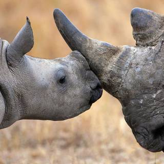 Desktop rhino 1920x1080 wallpaper