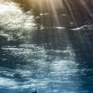 iPhone underwater photography wallpaper
