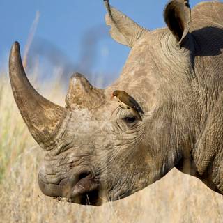 Desktop rhino 1920x1080 wallpaper