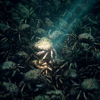 iPhone underwater photography wallpaper