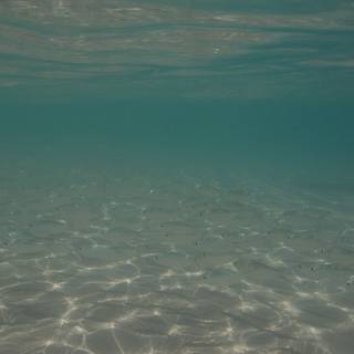 iPhone underwater photography wallpaper