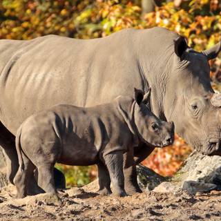 Rhino babies wallpaper