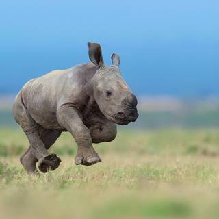 Desktop rhino 1920x1080 wallpaper