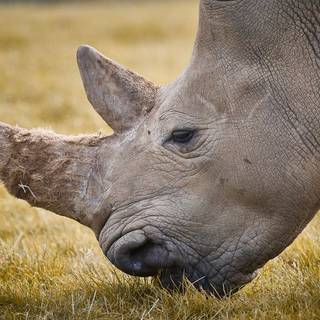 Desktop rhino 1920x1080 wallpaper