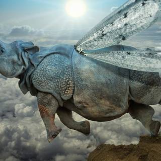 Desktop rhino 1920x1080 wallpaper