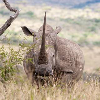 Desktop rhino 1920x1080 wallpaper