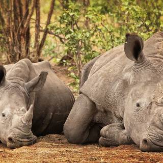 Desktop rhino 1920x1080 wallpaper