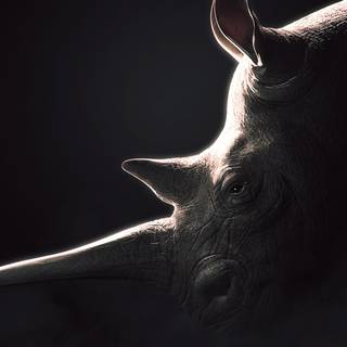 Desktop rhino 1920x1080 wallpaper