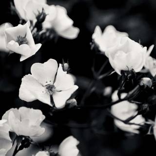 Black and white aesthetic PC wallpaper