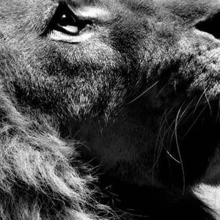 iPhone 4k black and white wallpaper