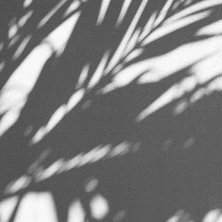 iPhone 4k black and white wallpaper