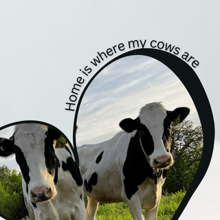 Cow phone wallpaper