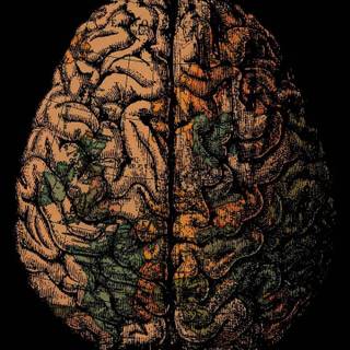 Brain iPhone wallpaper