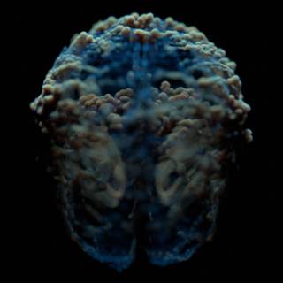 Brain iPhone wallpaper