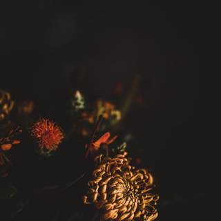 Warm phone wallpaper