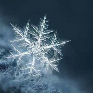 Snowflake phone wallpaper