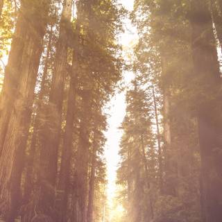 California phone wallpaper