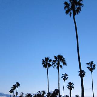 California phone wallpaper