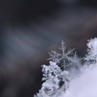 Snowflake phone wallpaper