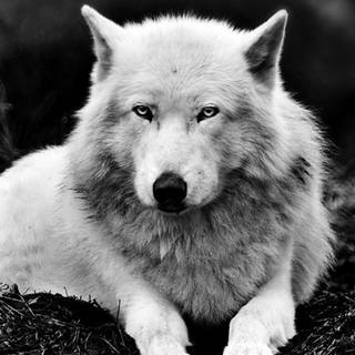 Werewolf phone wallpaper