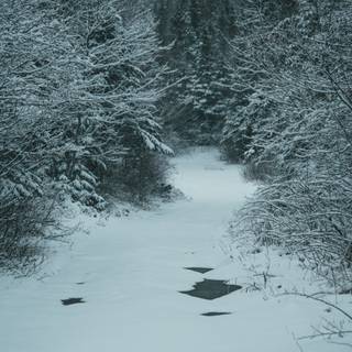 Dark winter forest iPhone wallpaper