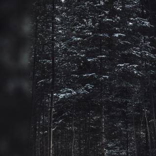 Dark winter forest iPhone wallpaper