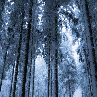 Dark winter forest iPhone wallpaper
