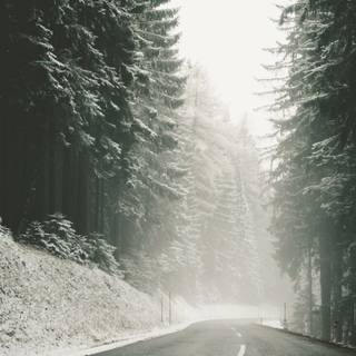 Dark winter forest iPhone wallpaper
