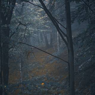 Dark winter forest iPhone wallpaper