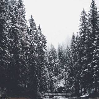 Dark winter forest iPhone wallpaper