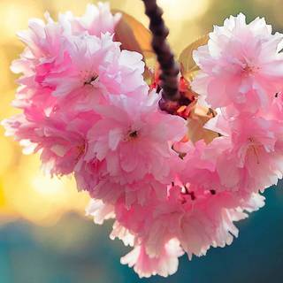 Spring hearts aesthetic wallpaper