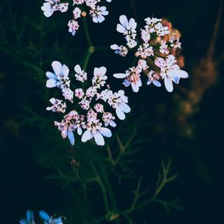 iPhone 15 Pro Max spring wallpaper