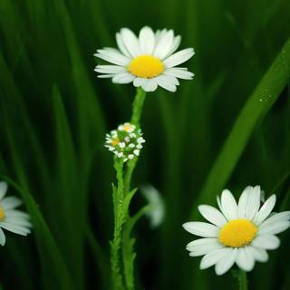 iPhone 15 Pro Max spring wallpaper