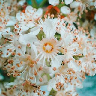 iPhone 15 Pro Max spring wallpaper