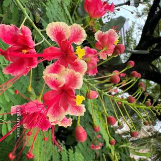 iPhone 15 Pro Max spring wallpaper