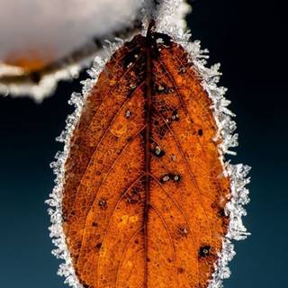 iPhone orange winter wallpaper