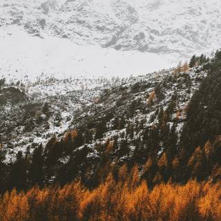 iPhone orange winter wallpaper