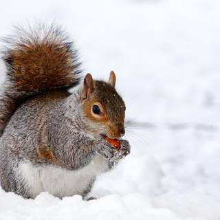 4k animals winter wallpaper