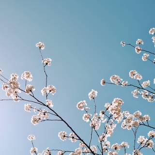 Spring season minimalist wallpaper